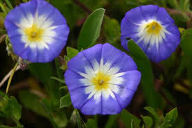 Image result for Convolvulus tricolor