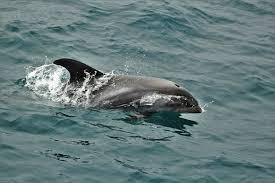 Image result for Lagenorhynchus albirostris