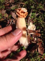 Attēlu rezultāti vaicājumam “Lamproderma pseudomaculatum stalked”