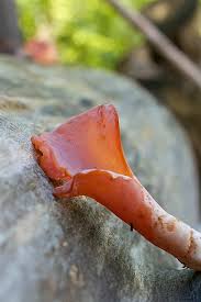 Attēlu rezultāti vaicājumam “Tremiscus helvelloides”