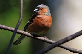 Attēlu rezultāti vaicājumam “Fringilla coelebs male”