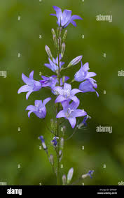 Image result for Campanula rapunculus
