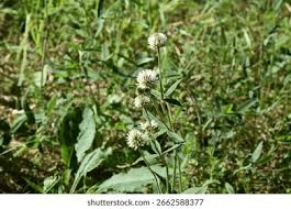 Attēlu rezultāti vaicājumam “Trifolium montanum leaf”