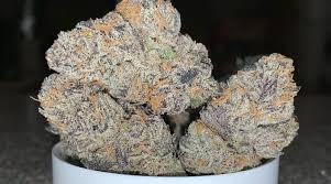 Resultado de imagen para la marihuana channel