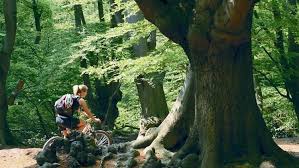 Image result for Epping Forest Mountain Bike Club