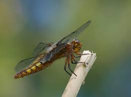 Attēlu rezultāti vaicājumam “Depressaria olerella imago”