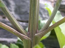 Attēlu rezultāti vaicājumam “Microrrhinum minus leaf”