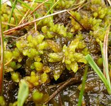 Attēlu rezultāti vaicājumam “Sphagnum”