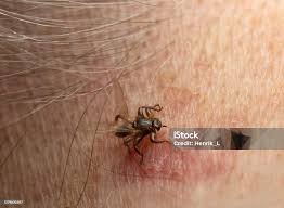 Attēlu rezultāti vaicājumam “Lipoptena cervi”