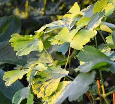 Attēlu rezultāti vaicājumam “Aquilegia vulgaris leaf”