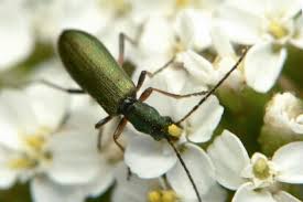 Attēlu rezultāti vaicājumam “Chrysanthia geniculata”