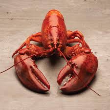 Image result for Homarus americanus