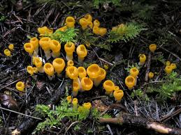 Attēlu rezultāti vaicājumam “Sowerbyella radiculata”