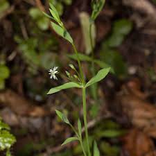 Attēlu rezultāti vaicājumam “Stellaria alsine”