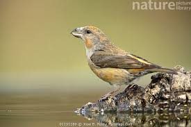 Image result for Loxia curvirostra