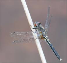 Attēlu rezultāti vaicājumam “Leucorrhinia albifrons female”