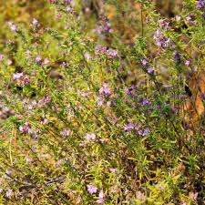 Attēlu rezultāti vaicājumam “Thymus pulegioides fruit”