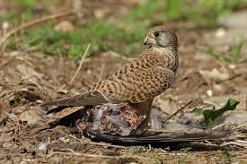 Attēlu rezultāti vaicājumam “Falco tinnunculus”