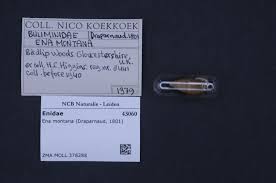 Attēlu rezultāti vaicājumam “Ena montana”