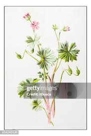 Attēlu rezultāti vaicājumam “Geranium molle flower”