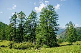 Attēlu rezultāti vaicājumam “Larix”