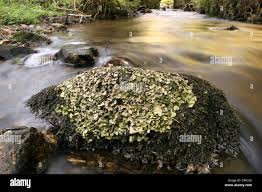 Attēlu rezultāti vaicājumam “Dermatocarpon luridum”