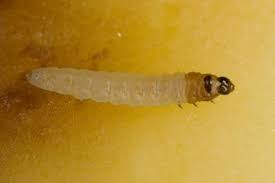 Attēlu rezultāti vaicājumam “Phronia sp. larva”