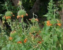 Attēlu rezultāti vaicājumam “Libanotis montana leaf”