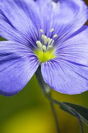 Attēlu rezultāti vaicājumam “Linum usitatissimum”