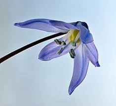 Attēlu rezultāti vaicājumam “Scilla siberica flower”