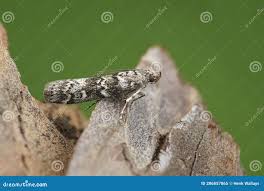 Attēlu rezultāti vaicājumam “Dioryctria abietella”