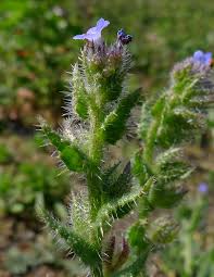 Attēlu rezultāti vaicājumam “Anchusa arvensis flower”