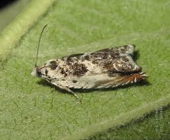 Attēlu rezultāti vaicājumam “Ancylis laetana”