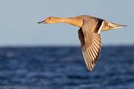 Attēlu rezultāti vaicājumam “Anas acuta male”