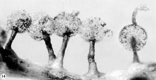 Attēlu rezultāti vaicājumam “Diachea subsessilis stalked”