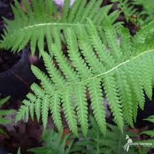 Attēlu rezultāti vaicājumam “Matteuccia struthiopteris”