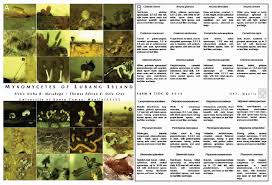 Attēlu rezultāti vaicājumam “Collaria rubens spores”