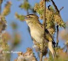 Attēlu rezultāti vaicājumam “Acrocephalus schoenobaenus adult”