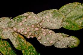 Attēlu rezultāti vaicājumam “Fellhanera subtilis”