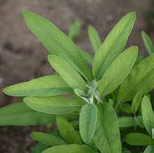 Image result for Salbei