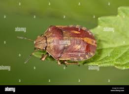 Attēlu rezultāti vaicājumam “Eurygaster testudinaria”