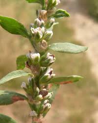 Attēlu rezultāti vaicājumam “Polygonum arenastrum flower”