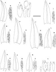 Attēlu rezultāti vaicājumam “Pohlia cruda”