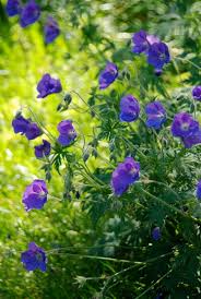 Attēlu rezultāti vaicājumam “Geranium bohemicum flower”