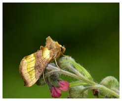 Attēlu rezultāti vaicājumam “Diachrysia tutti”