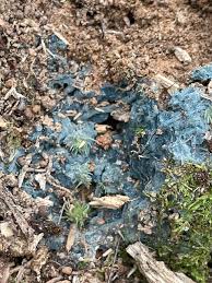 Attēlu rezultāti vaicājumam “Byssocorticium atrovirens”