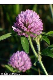 Attēlu rezultāti vaicājumam “Trifolium pratense flower”