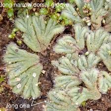 Attēlu rezultāti vaicājumam “Riccia sorocarpa macro”