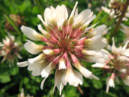 Attēlu rezultāti vaicājumam “Trifolium hybridum flower”