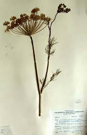 Attēlu rezultāti vaicājumam “Anethum graveolens”